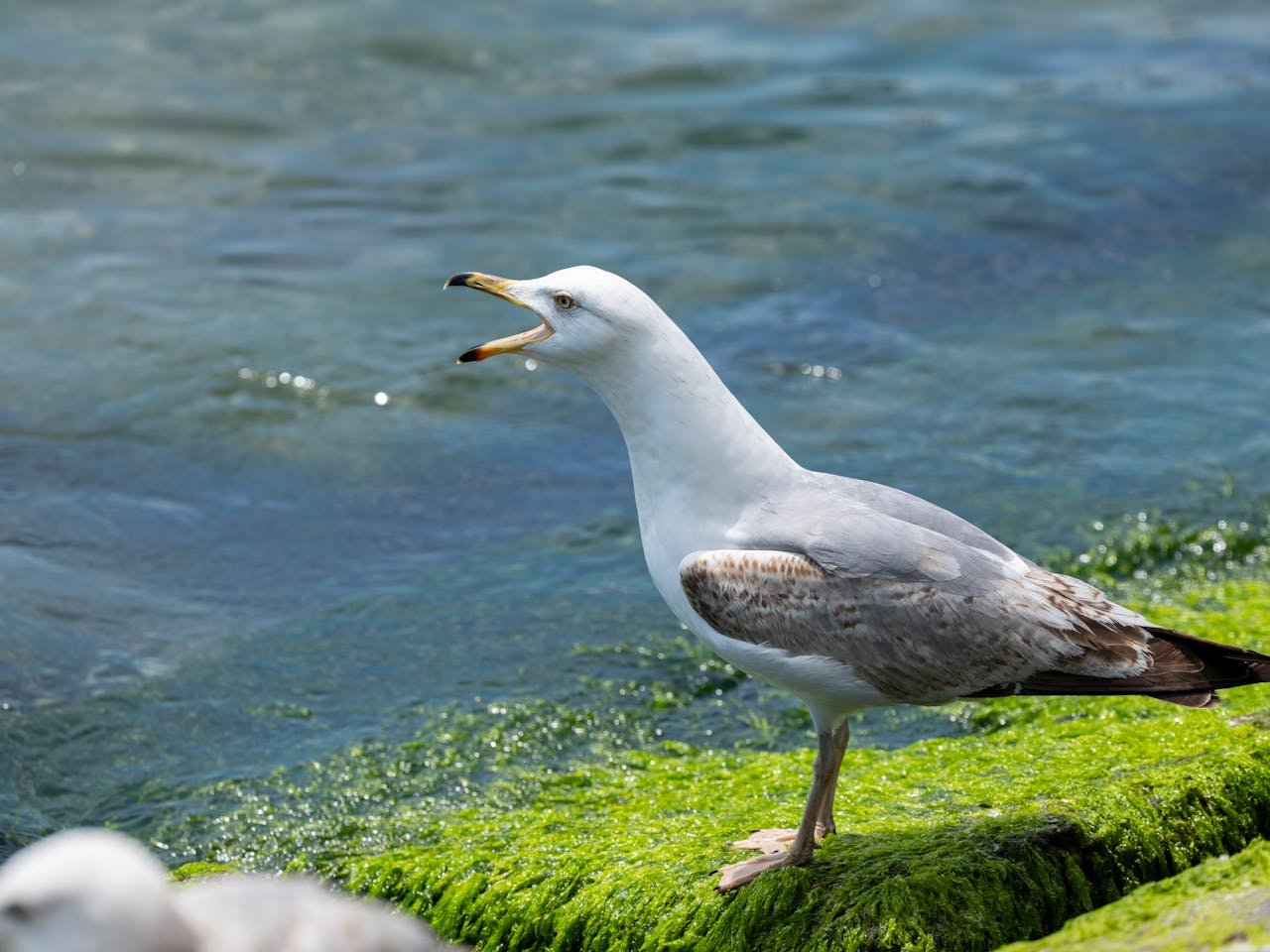Möwe an der Ostsee