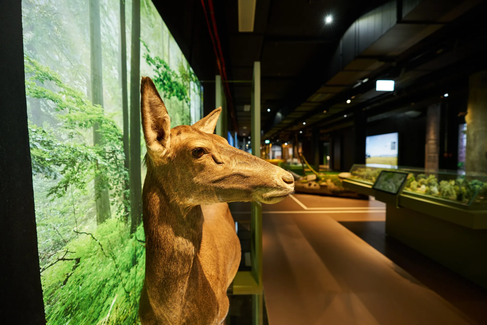 Tierpräparat in der Ausstellung der Botschaft der Wildtiere in Hamburg